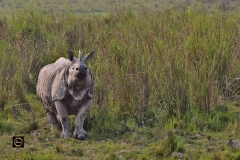 A One Horned Rhino beaming at me