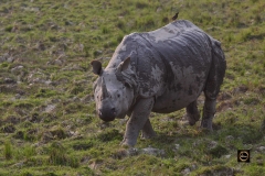A One Horned Rhino