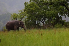 An Asian Elephant enjoying cloudy weather