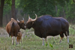 An Indian Gaur Family