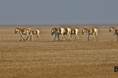 Procession of Indian Wild Ass
