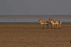 Indian Wild Ass
