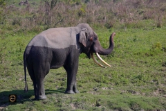 A singleton tusker, dangerous!