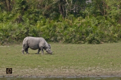 A One Horned Rhino grazing in the grassland