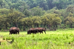 A herd of Asian Elephants