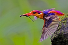 Oriental Dwarf Kingfisher (ODKF) in flight