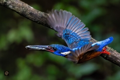 Blue-eared Kingfisher in flight