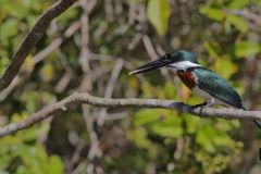 Amazon Kingfisher (Male) munching on a fish