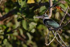 Amazon Kingfisher (Female)