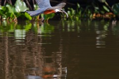 Got it! Ringed Kingfisher