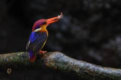 Oriental Dwarf Kingfisher (ODKF)