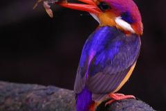 Oriental Dwarf Kingfisher (ODKF)