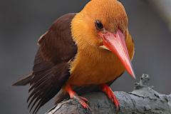 Brown-Winged Kingfisher
