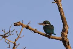 Collared Kingfisher