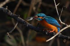 Common Kingfisher having a meal!