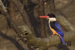 Black-Capped Kingfisher