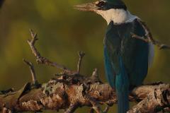 Collared Kingfisher