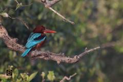 White-Throated Kingfisher