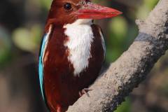 White-Throated Kingfisher