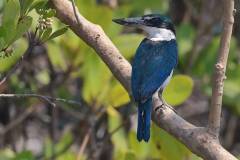 Collared Kingfisher