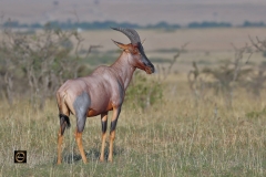 Topi