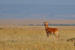 A pair of Impala