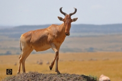 Hartebeest