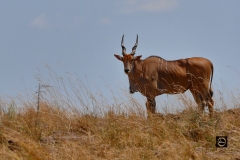 Common Eland