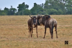 Show of strength, Wildebeest