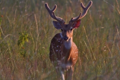 Spotted Deer