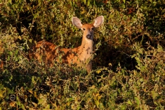 Marsh Deer