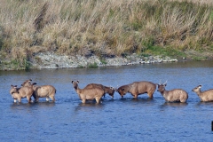 Show of strength even while crossing the river!