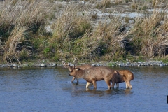 Sambar Deer family