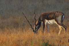 Blackbuck