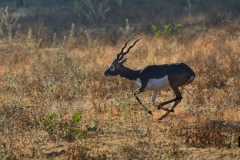 Sprinting Blackbuck