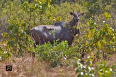 Neel Gai (Blue Bull)