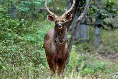 Sambar Deer