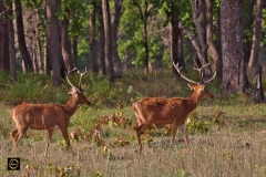 Swamp Deer - Barasingha