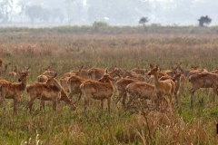 Swamp Deer - Barasingha