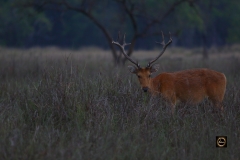 Swamp Deer - Barasingha