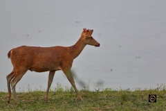 Hog Deer