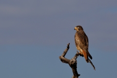 White Eyed Buzzard