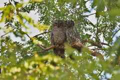 Mottled Wood Owl