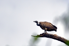 Indian Vulture