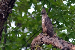 Crested Hawk Eagle