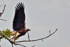 Grey Headed Fish Eagle