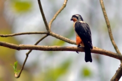 Collared Falconet