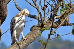Crested Hawk Eagle (Juvenile)