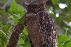 Brown Fish Owl