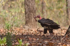 Red Headed Vulture